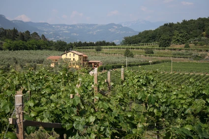 Sensorische Verkostung von Weinen vom Gardasee und aus dem Valpolicella 1